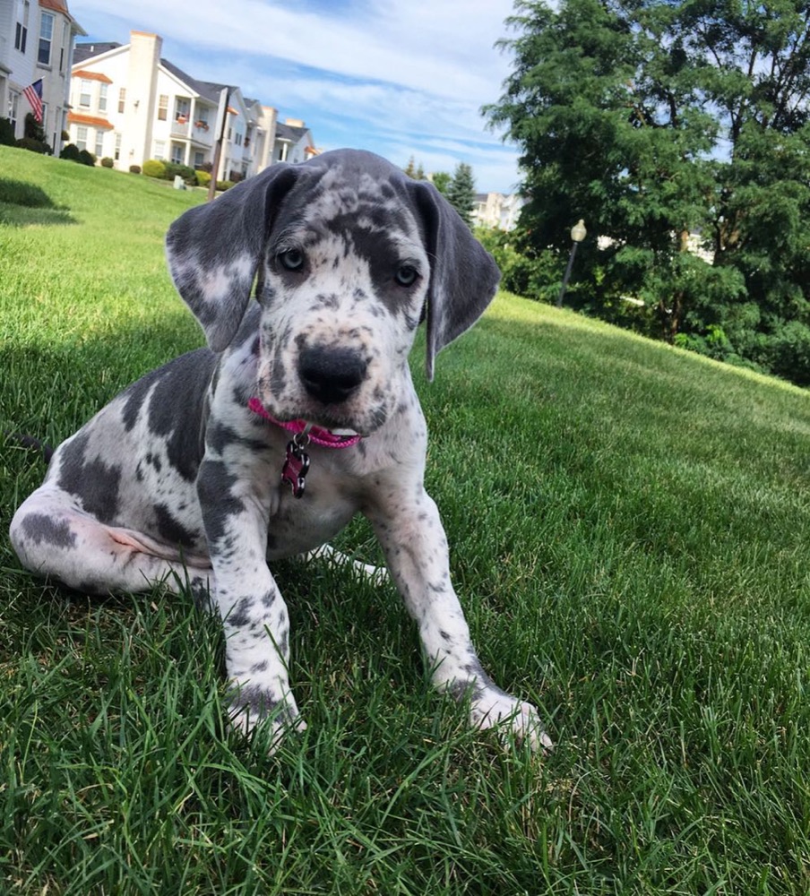 Charlie, Great Dane puppy