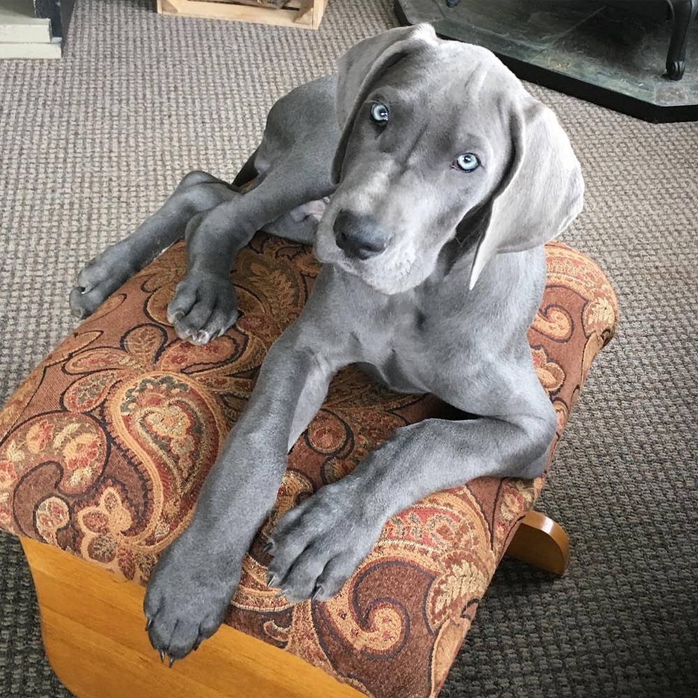 Cooper, Great Dane puppy