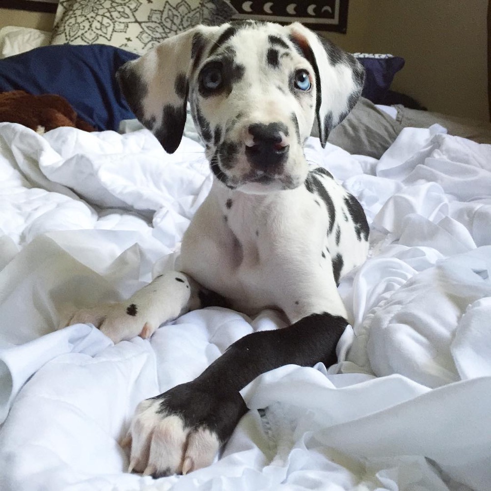 Great Dane puppy