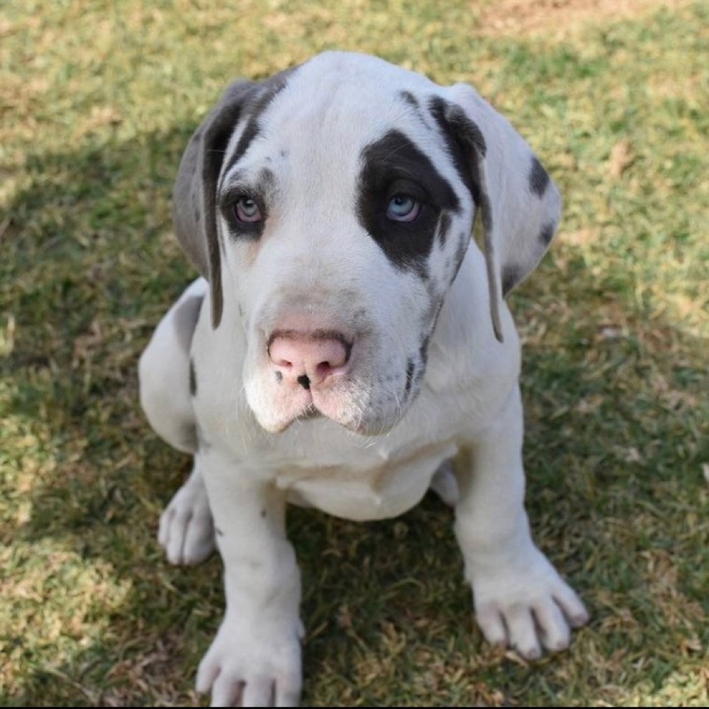 Tinkerbell, Great Dane puppy