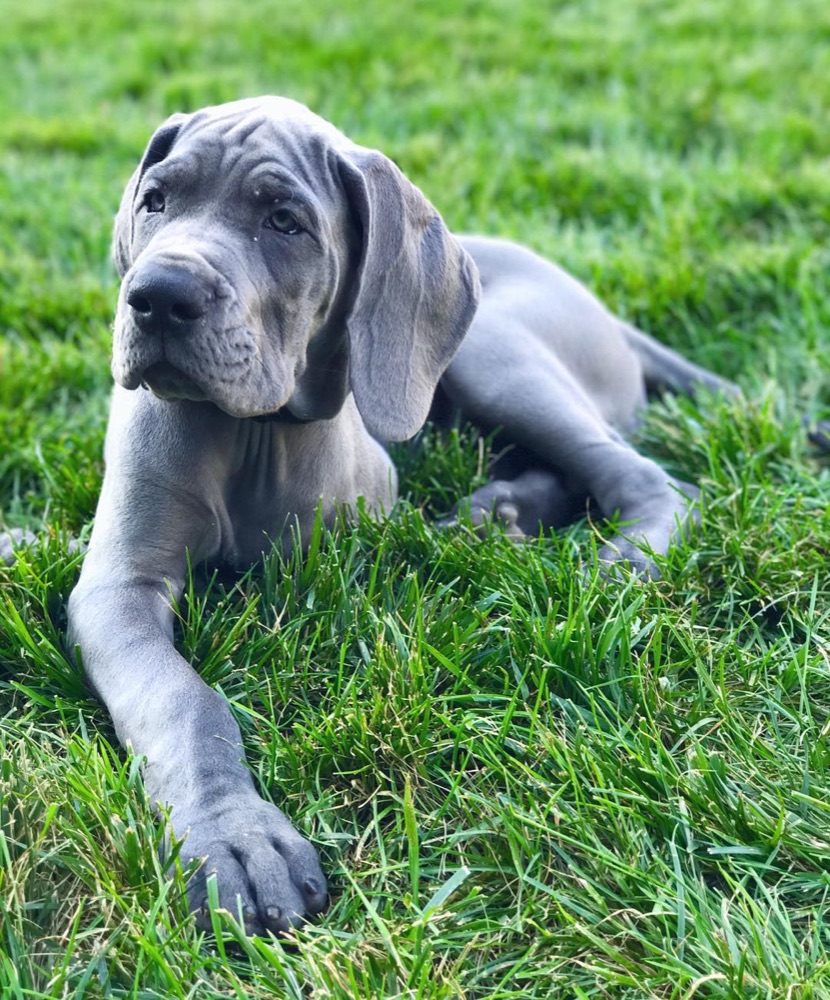 Tyson, Great Dane puppy