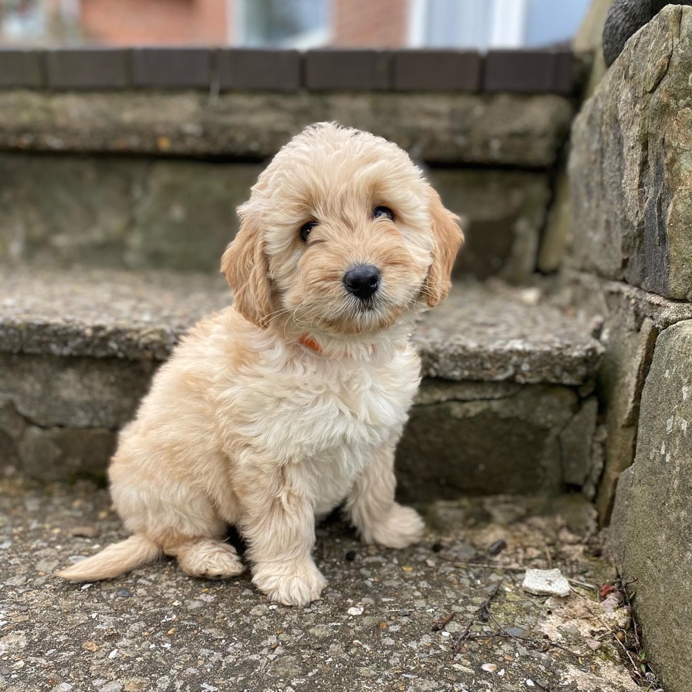 Groodle puppy