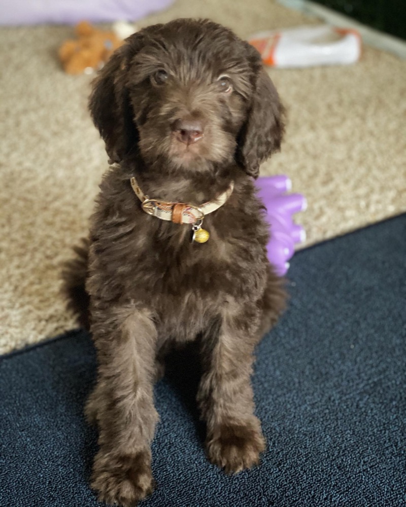 Gibson, Groodle puppy