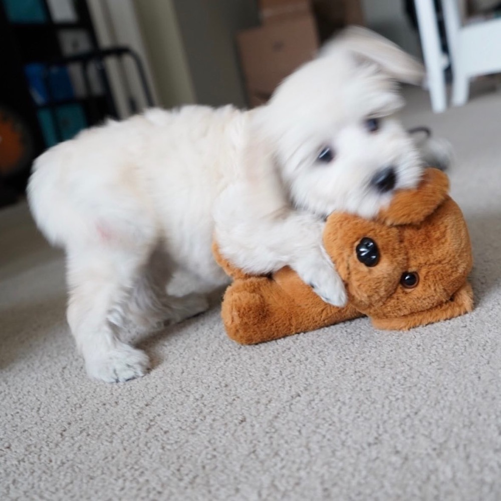 Lilly, Groodle puppy