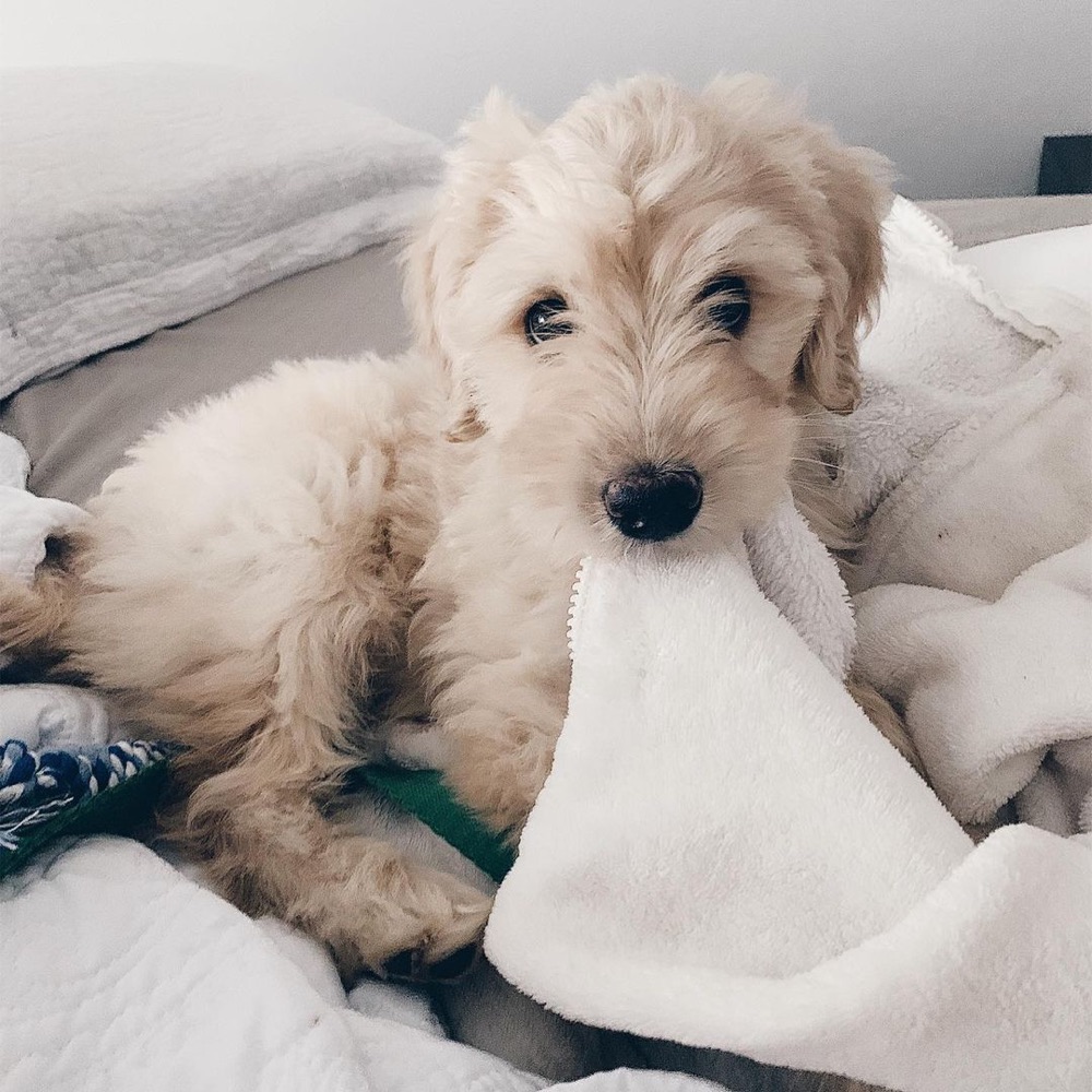 Lolah, Groodle puppy