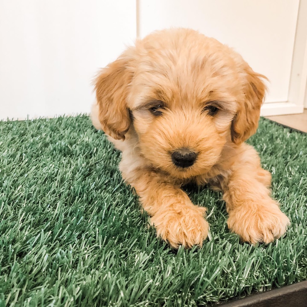 Mila, Groodle puppy