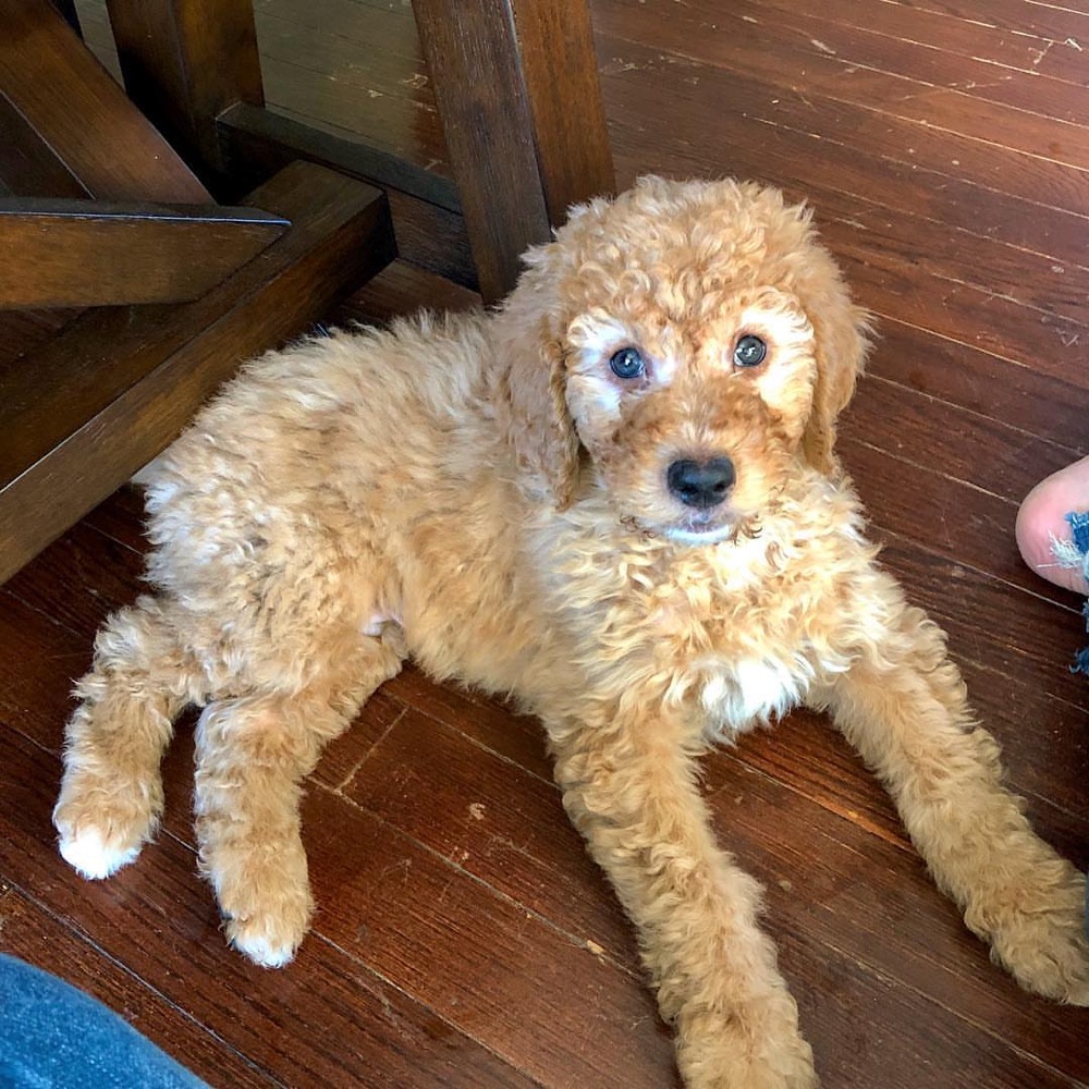Miles, Groodle puppy