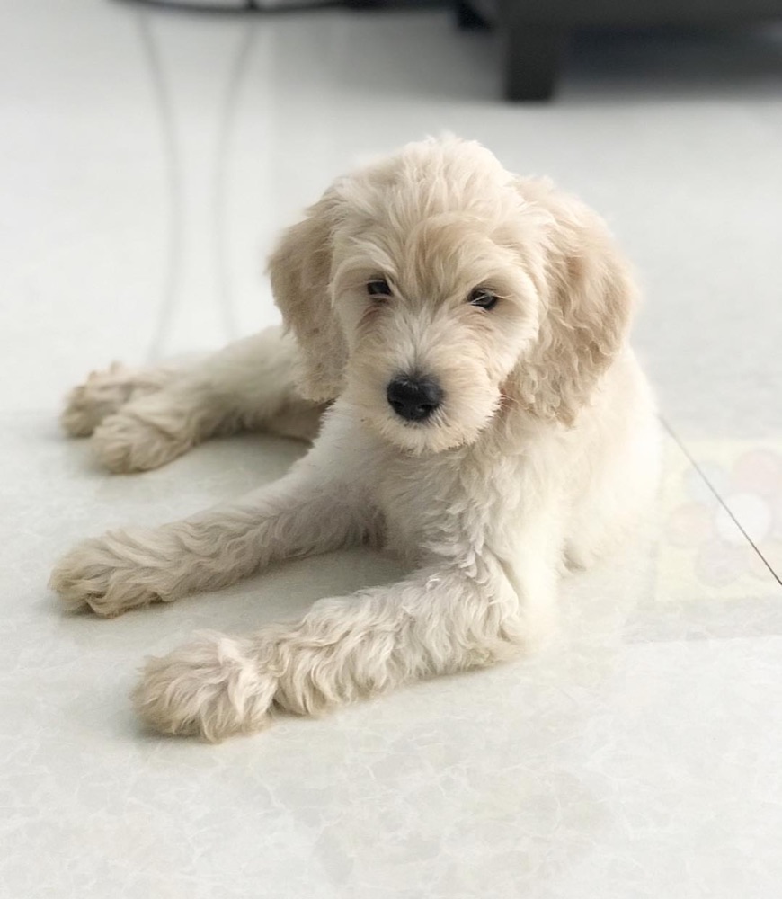 Ollie, Groodle puppy