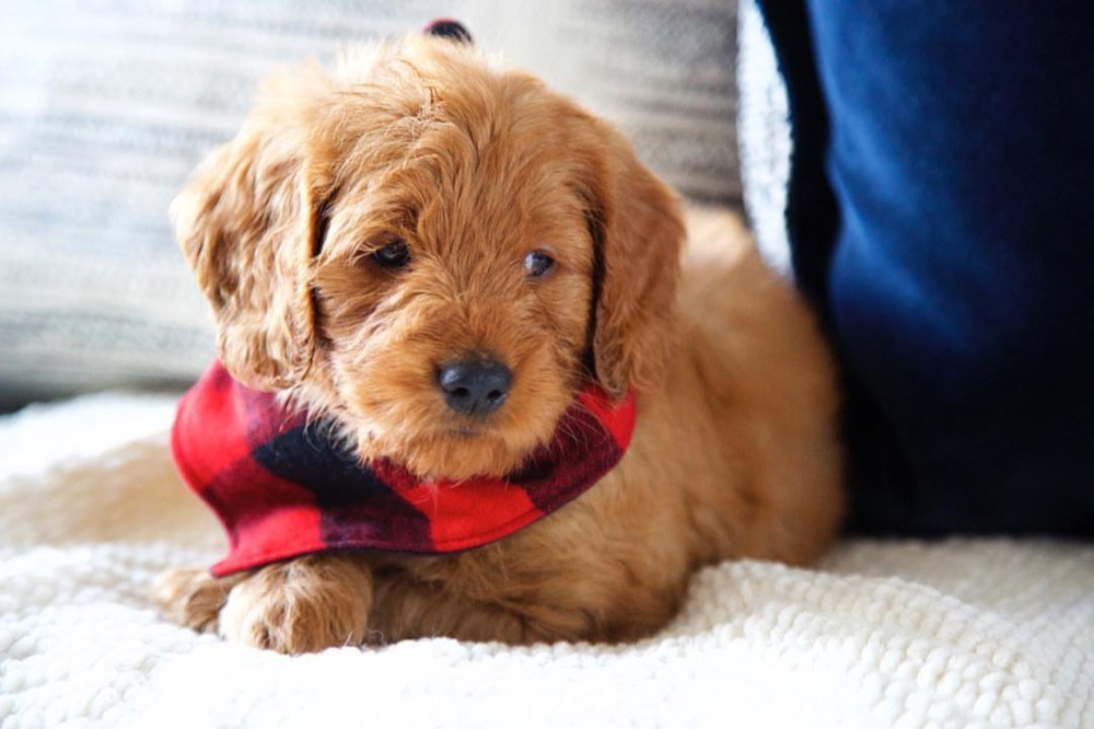 Roxy, Groodle puppy