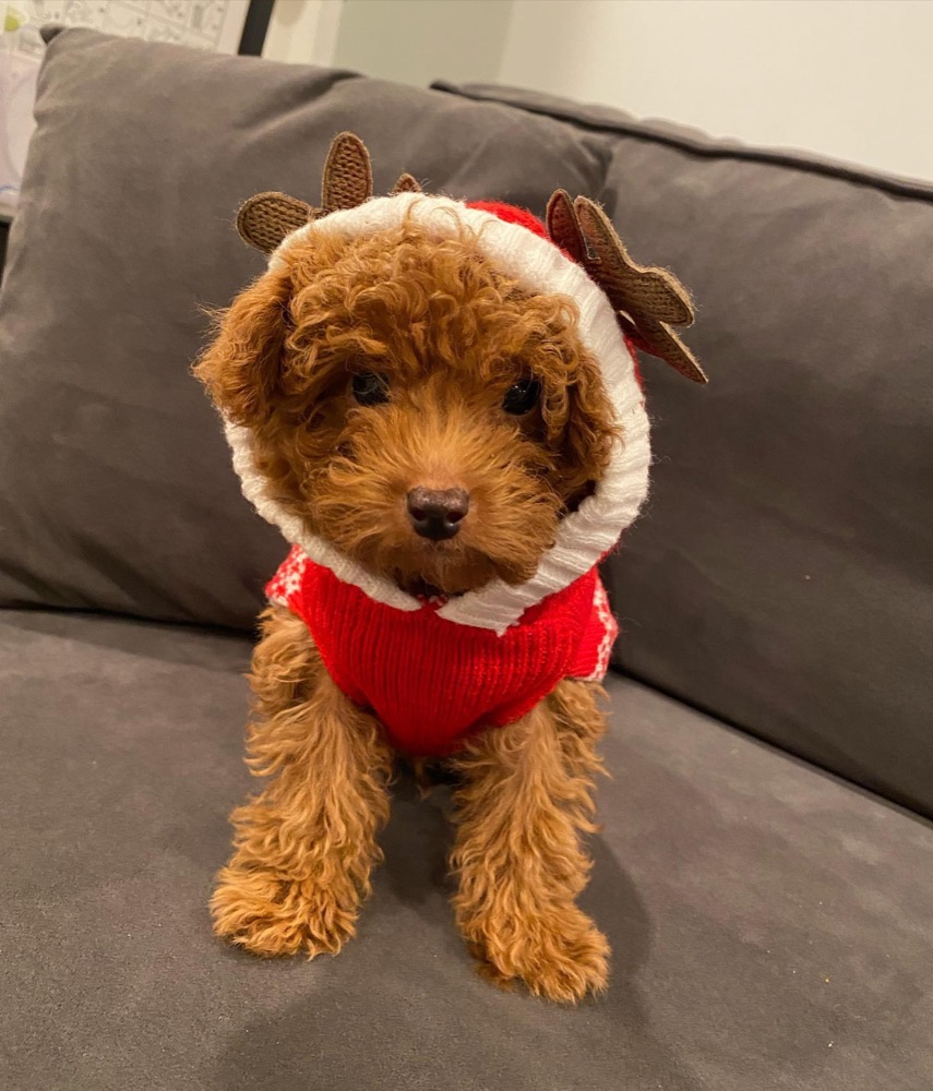 Roy, Groodle puppy