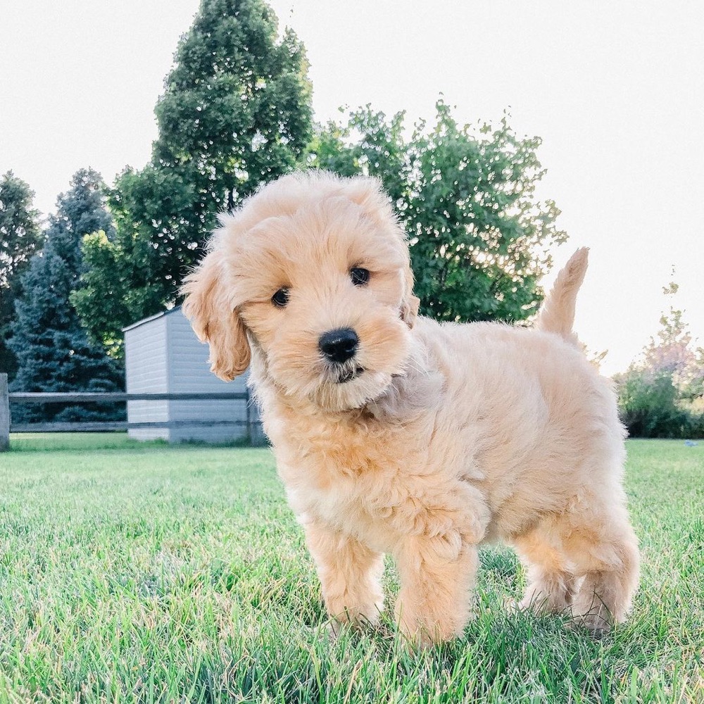 Susie, Groodle puppy