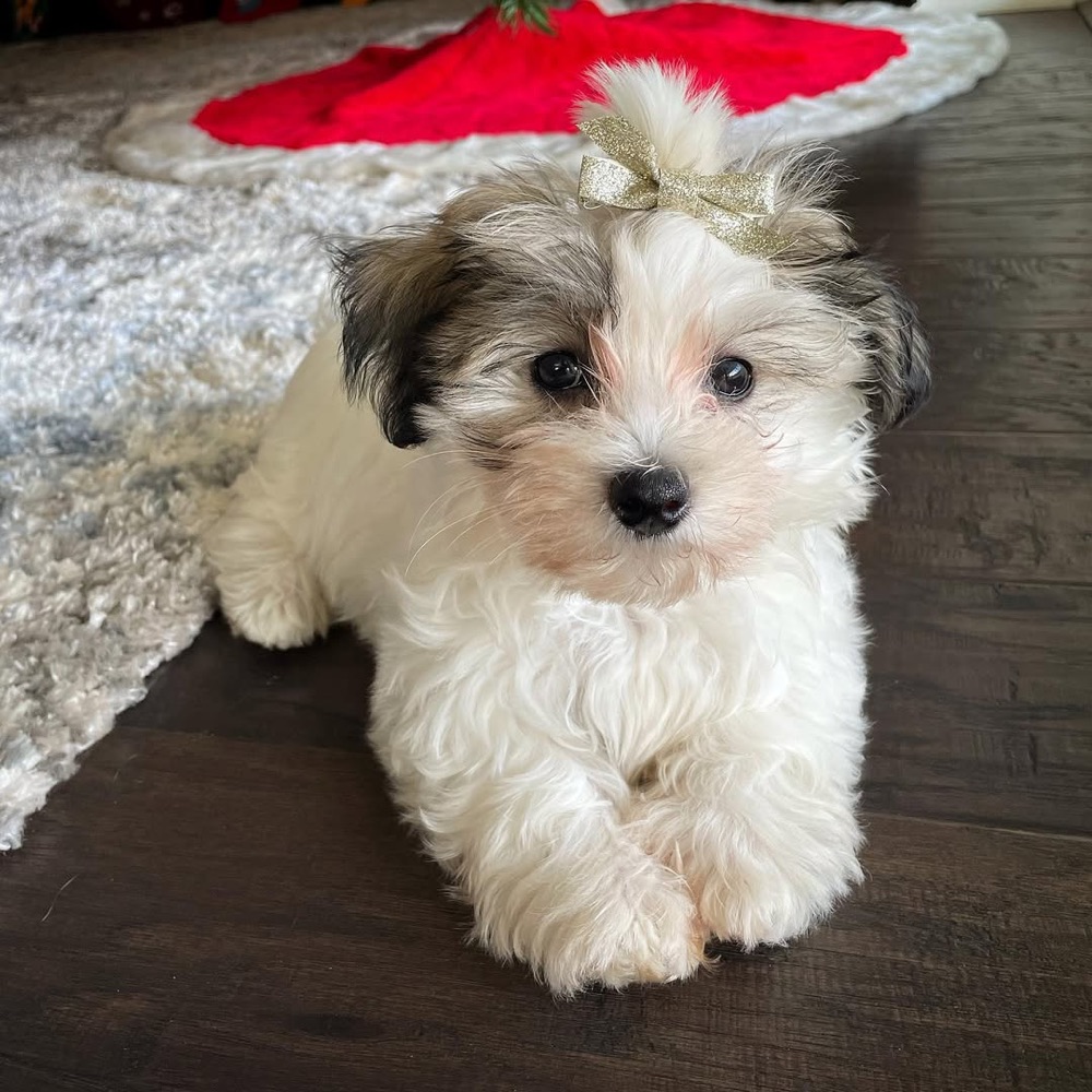 Havanese puppy