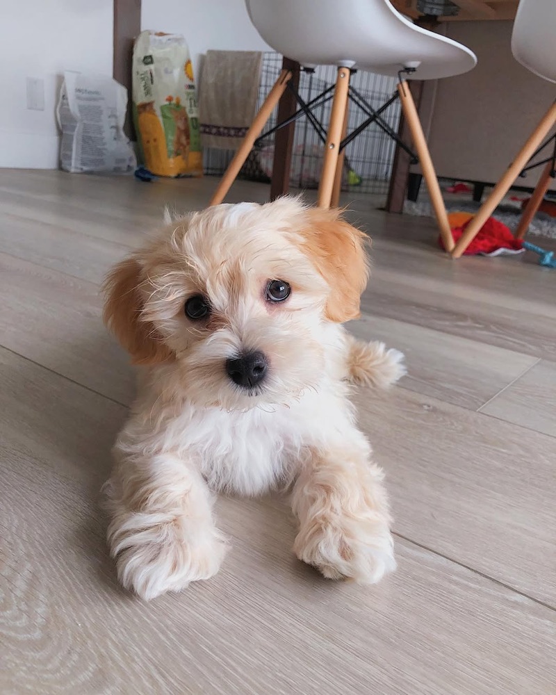 Lana, Havanese puppy