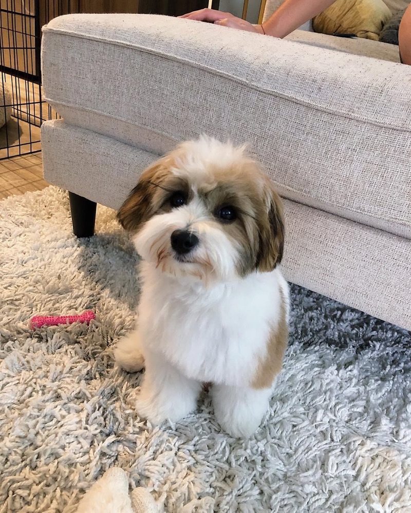 Lano, Havanese puppy