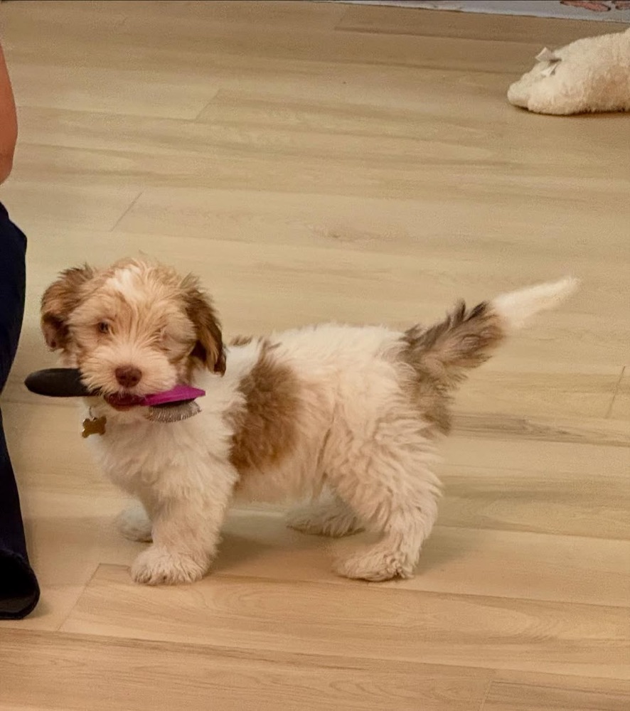 Laura, Havanese puppy