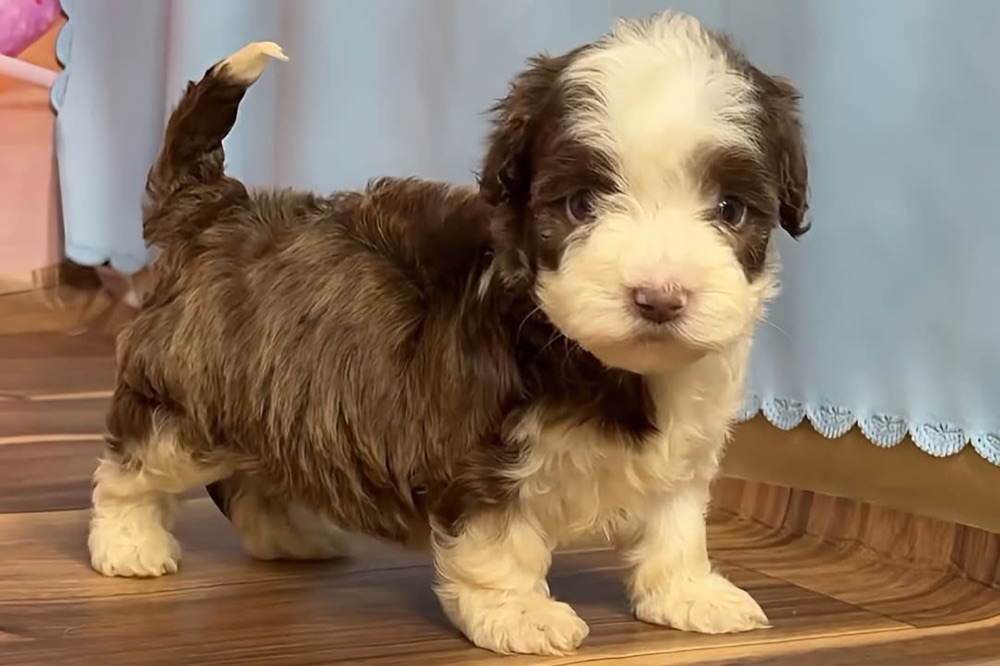 Loa, Havanese puppy