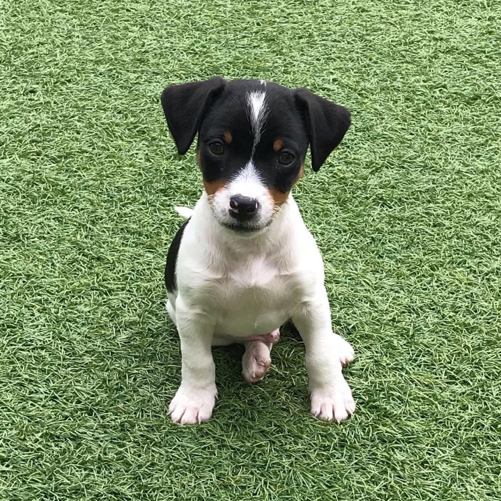 Bertie, Jack Russell Terrier puppy