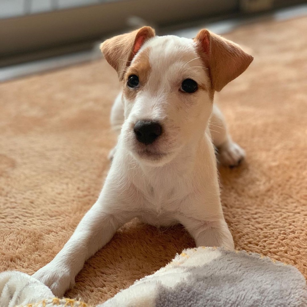 Ciao, Jack Russell Terrier puppy