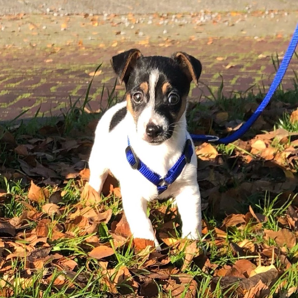 Ollie, Jack Russell Terrier puppy