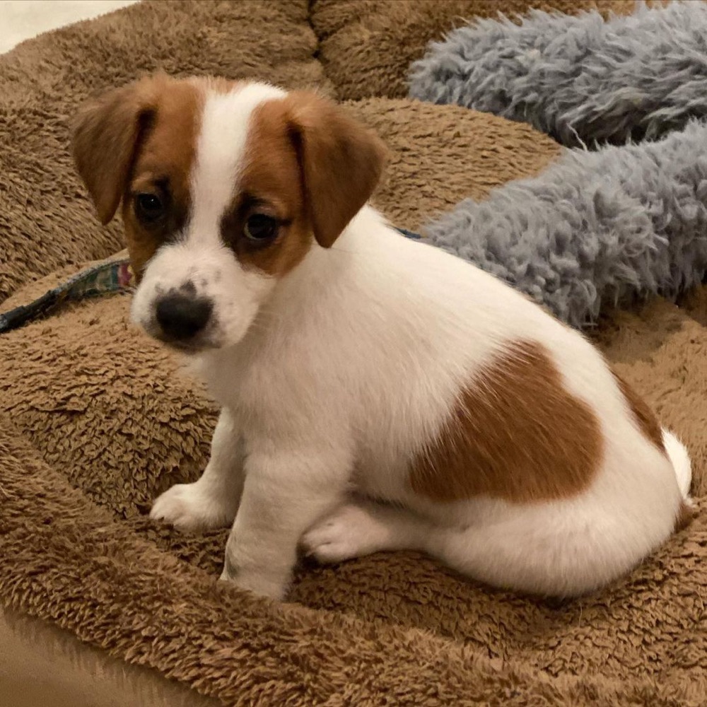 Jack Russell Terrier puppy