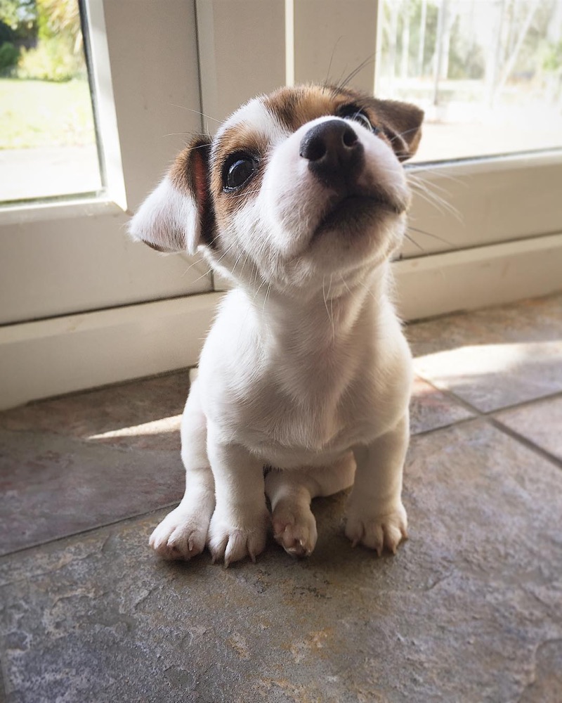 Sosta, Jack Russell Terrier puppy