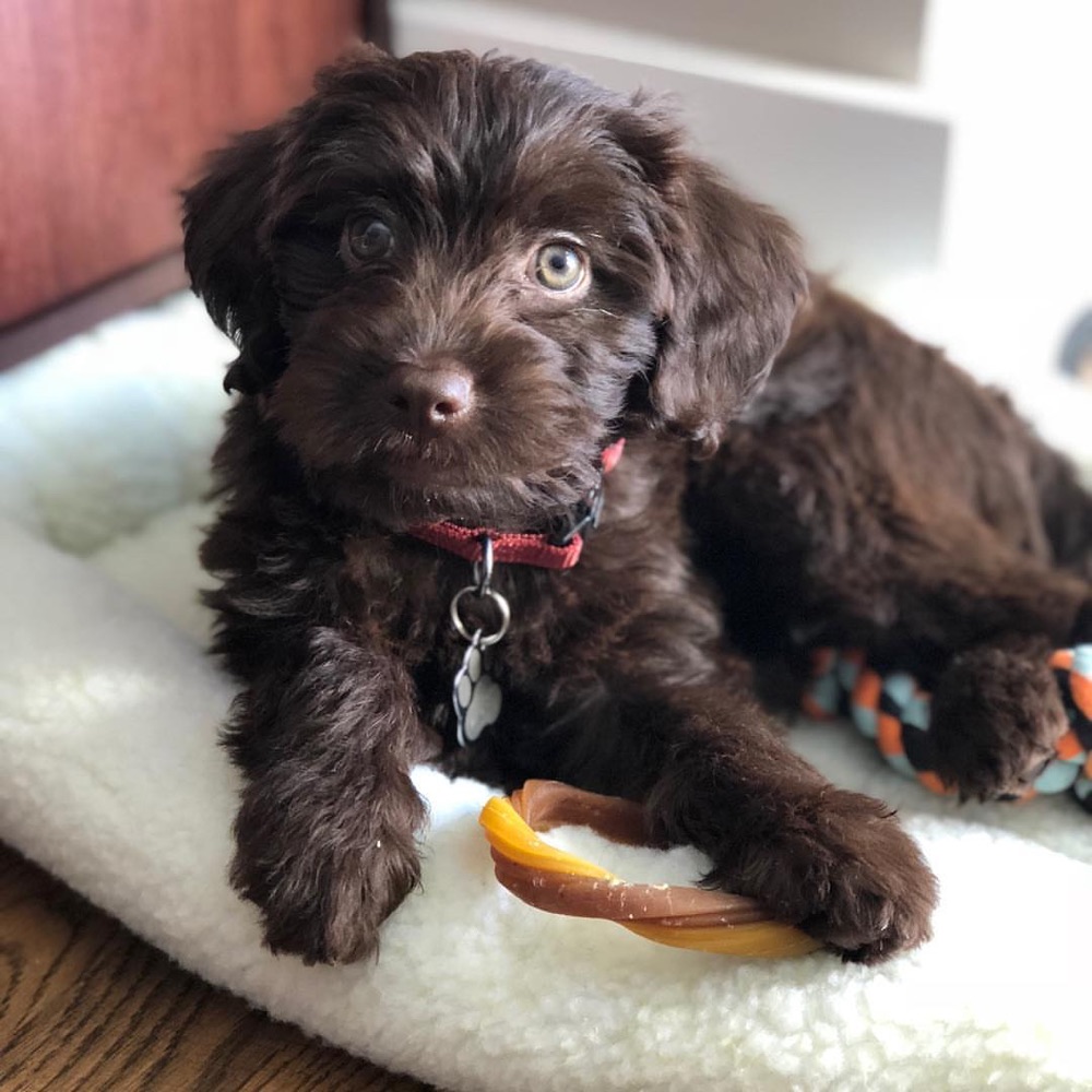 Abigail, Labradoodle puppy