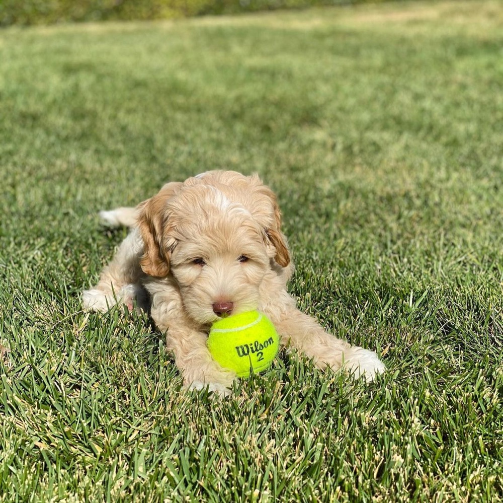 Asgard, Labradoodle puppy