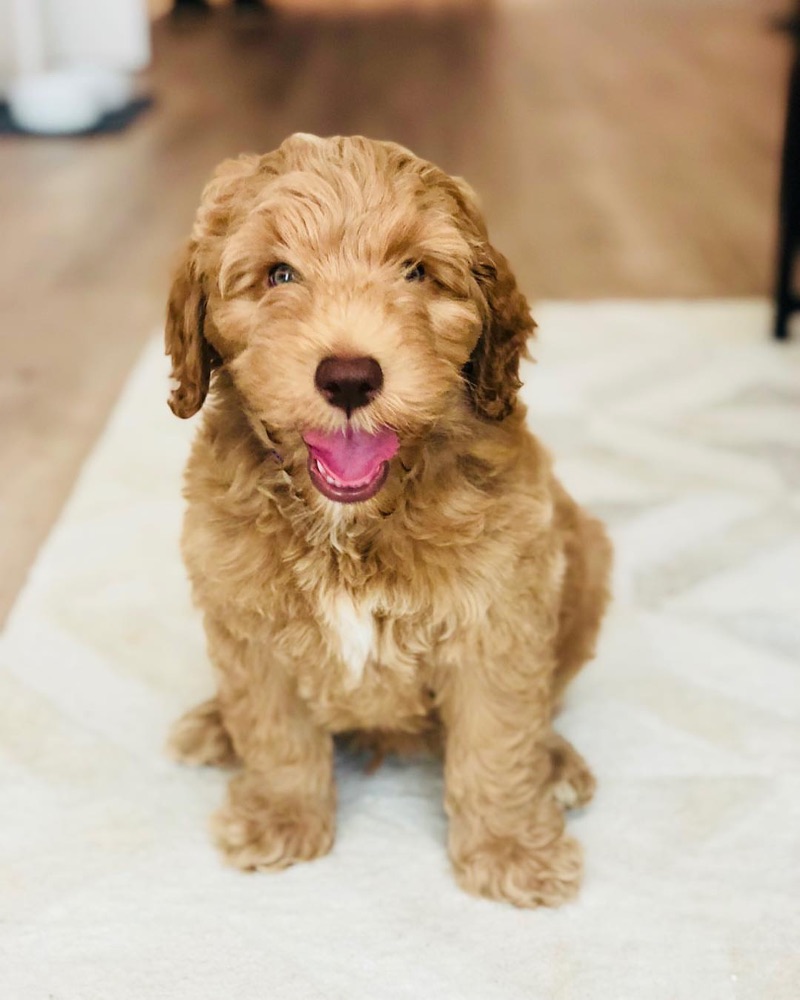 Labradoodle puppy