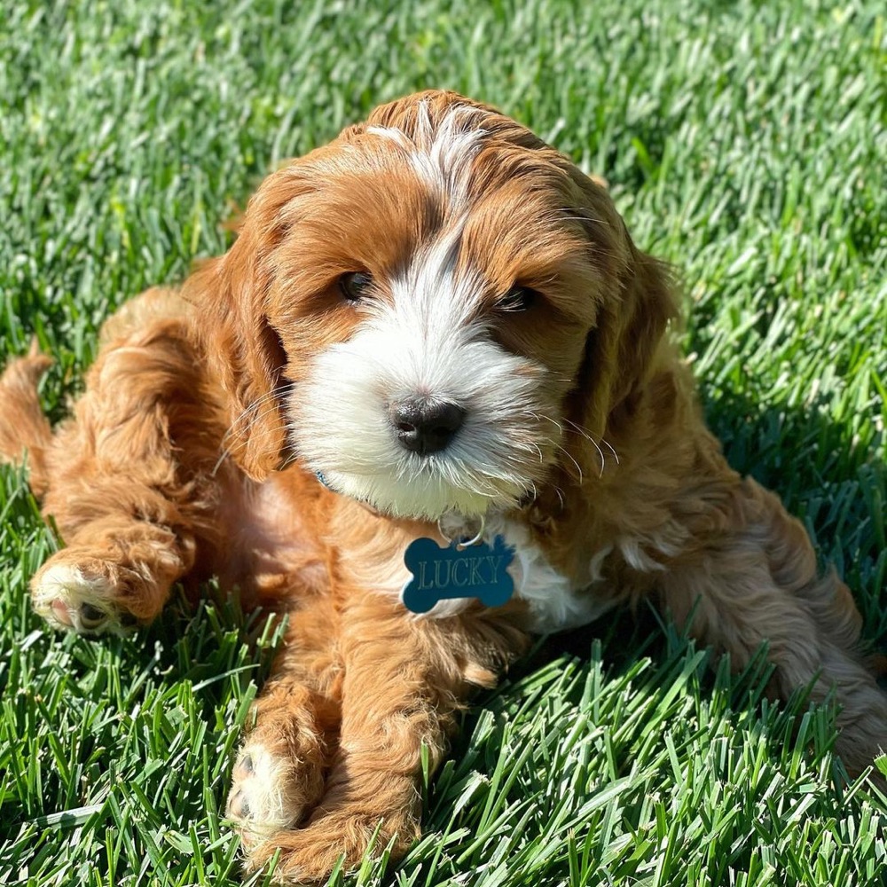 Lucky, Labradoodle puppy