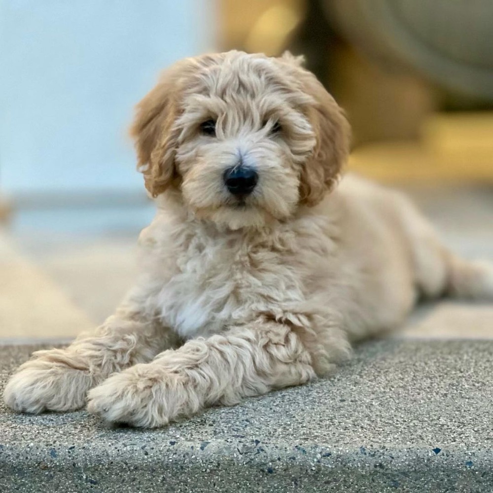 Oscar, Labradoodle puppy