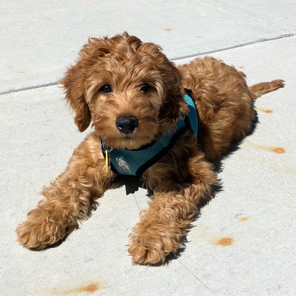 Ruby, Labradoodle puppy