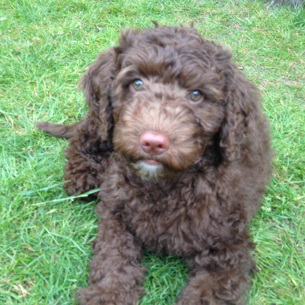 Scout, Labradoodle puppy