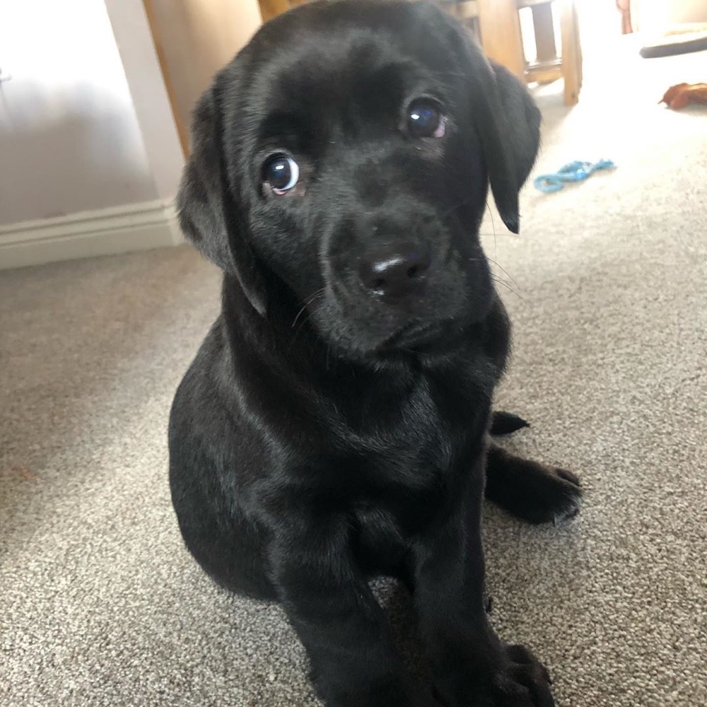 Bailey, Labrador Retriever puppy