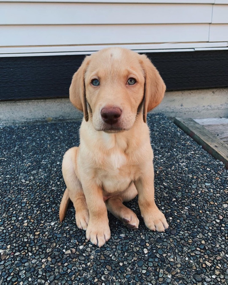 Bentley, Labrador Retriever puppy
