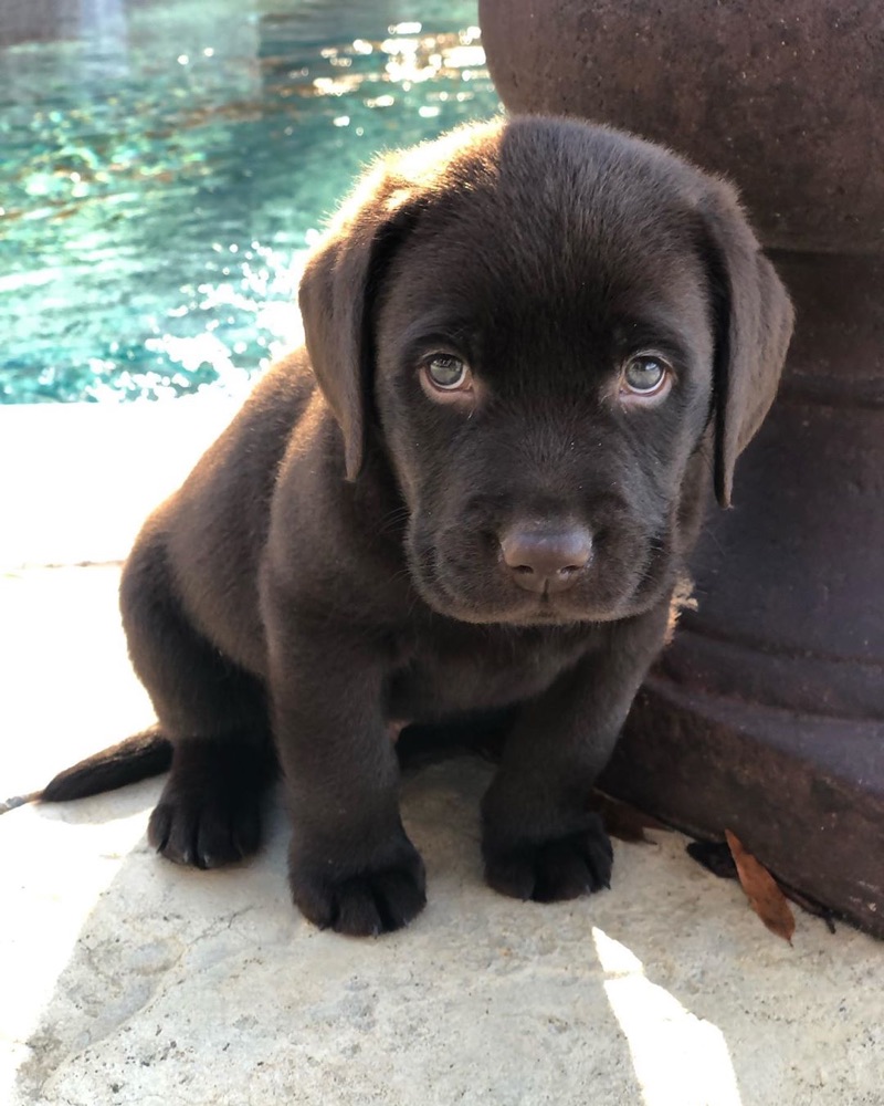 Labrador Retriever puppy