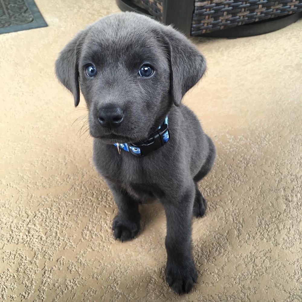 Labrador puppy