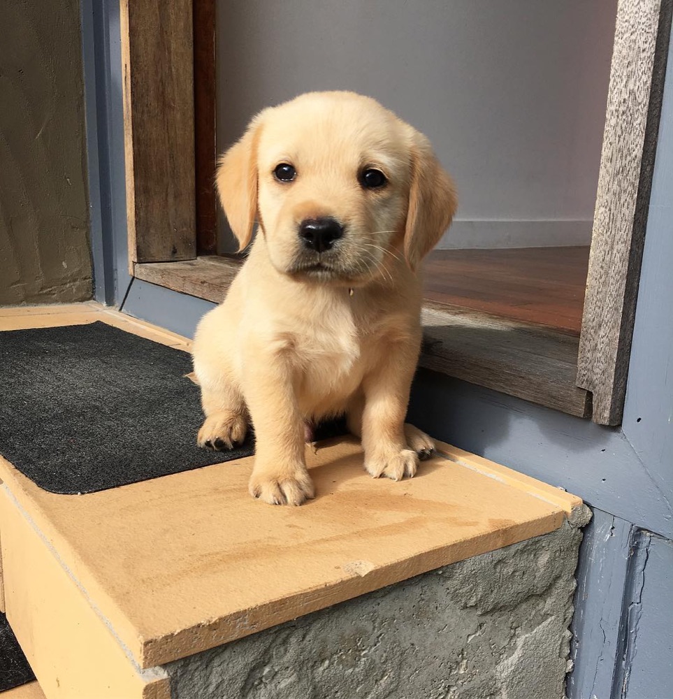Mac, Labrador Retriever puppy