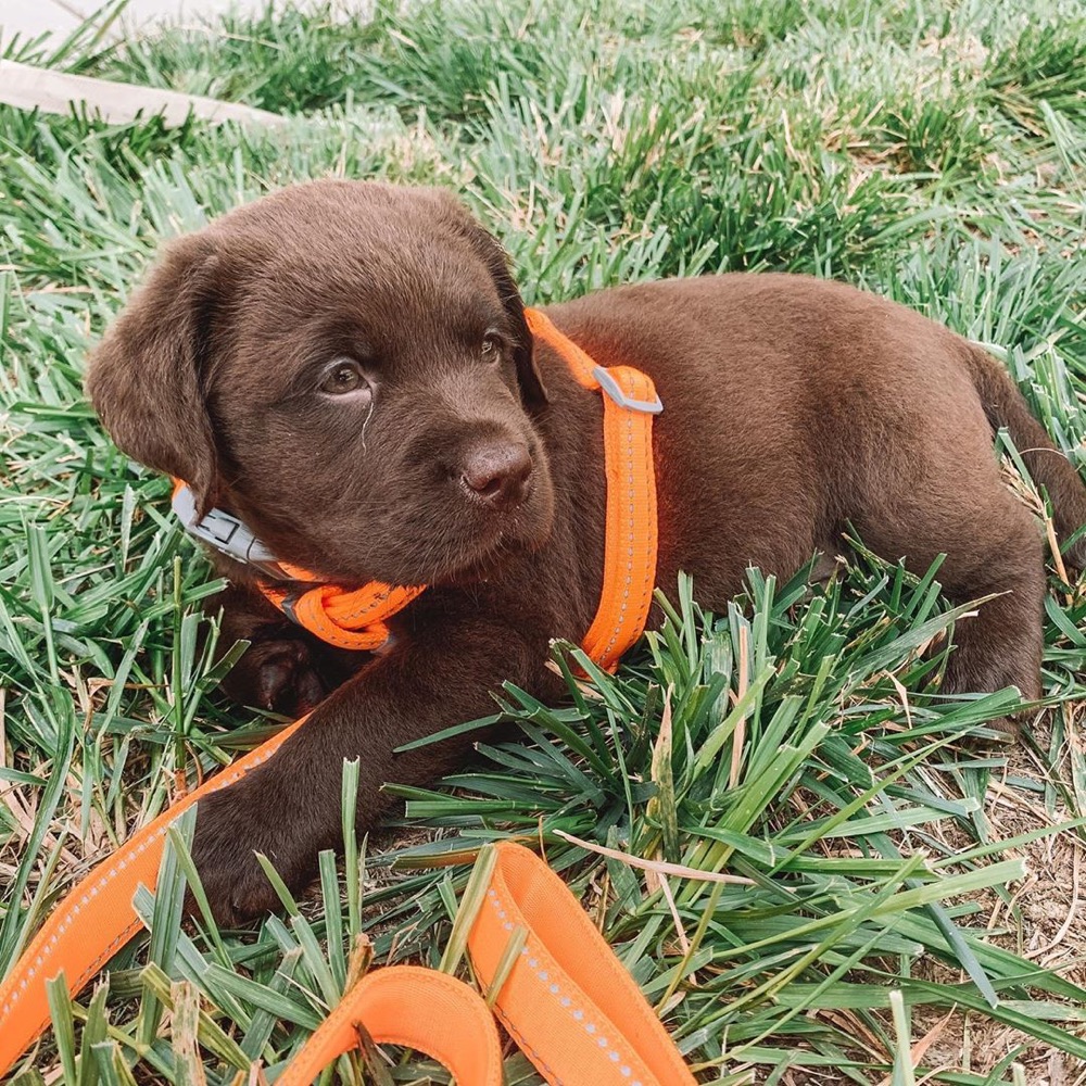 Moose, Labrador Retriever puppy