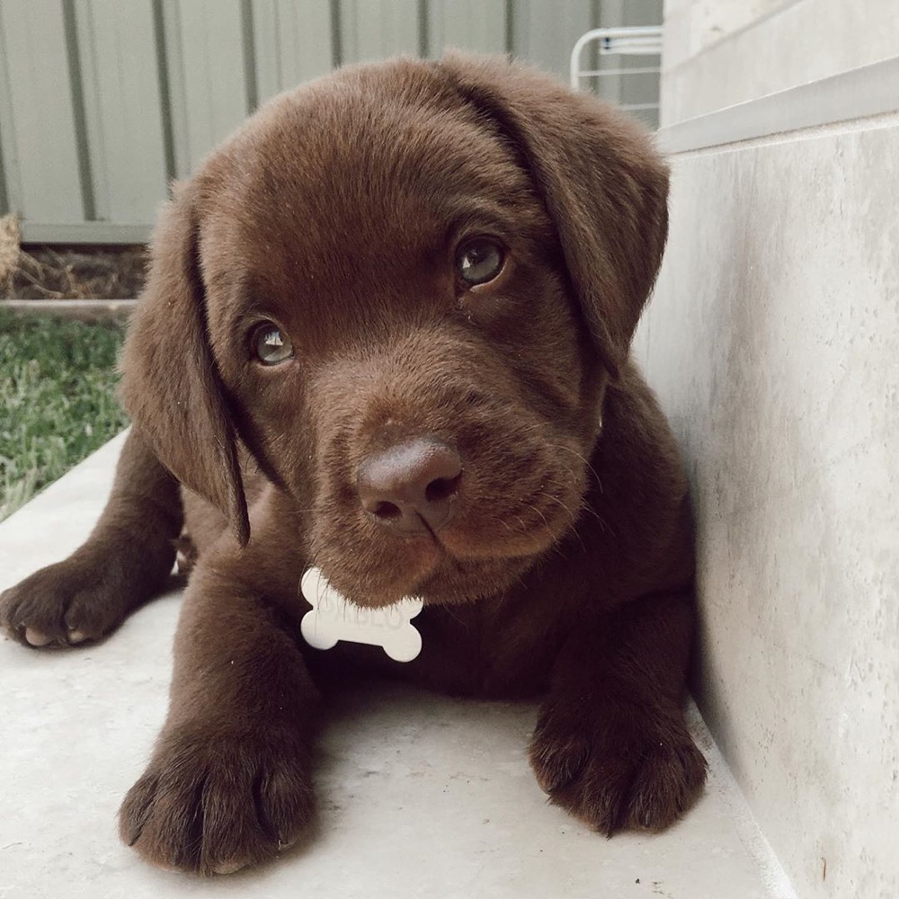 Pablo, Labrador Retriever puppy