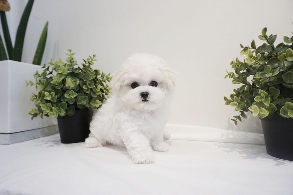 Abby, Maltese puppy