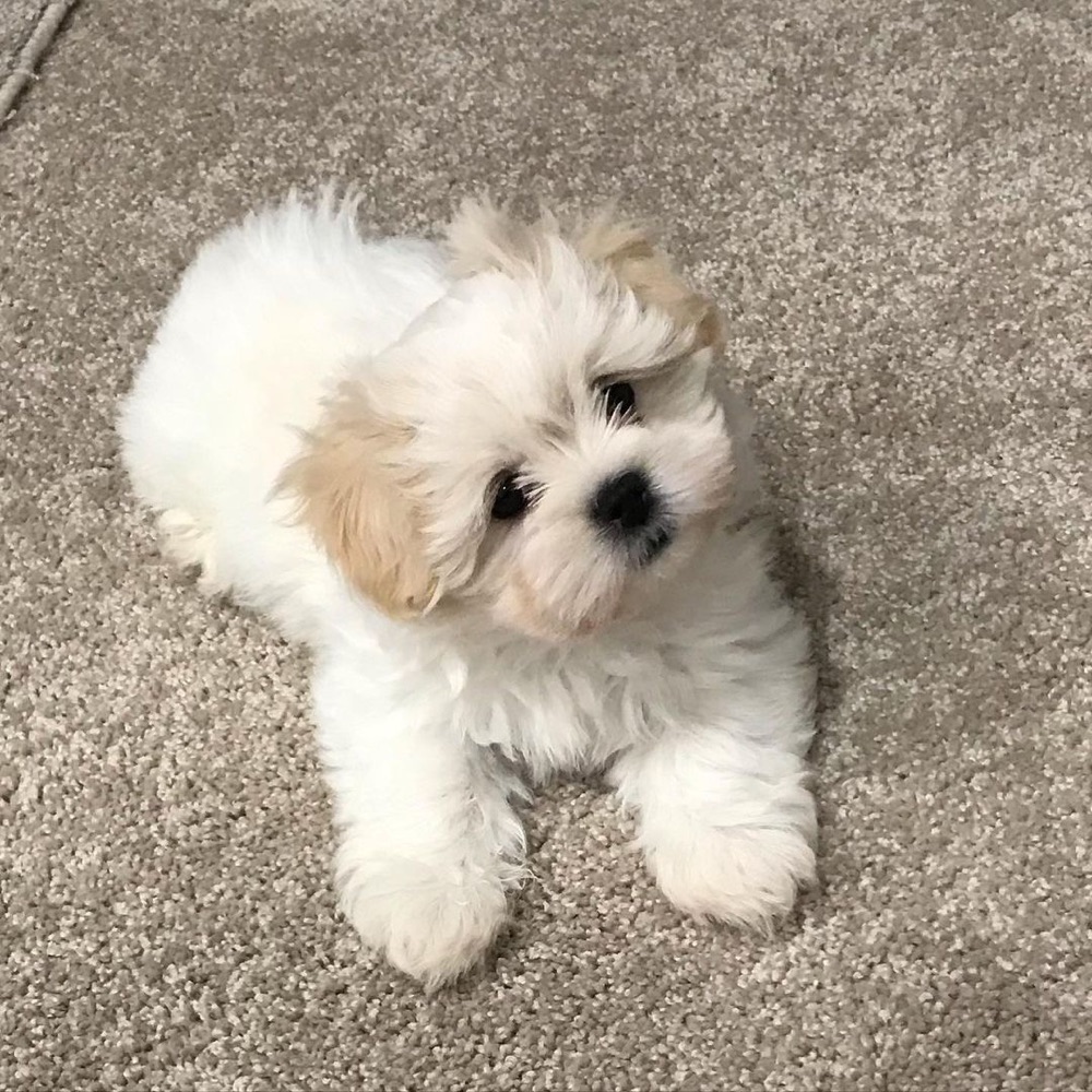 Angel, Maltese puppy