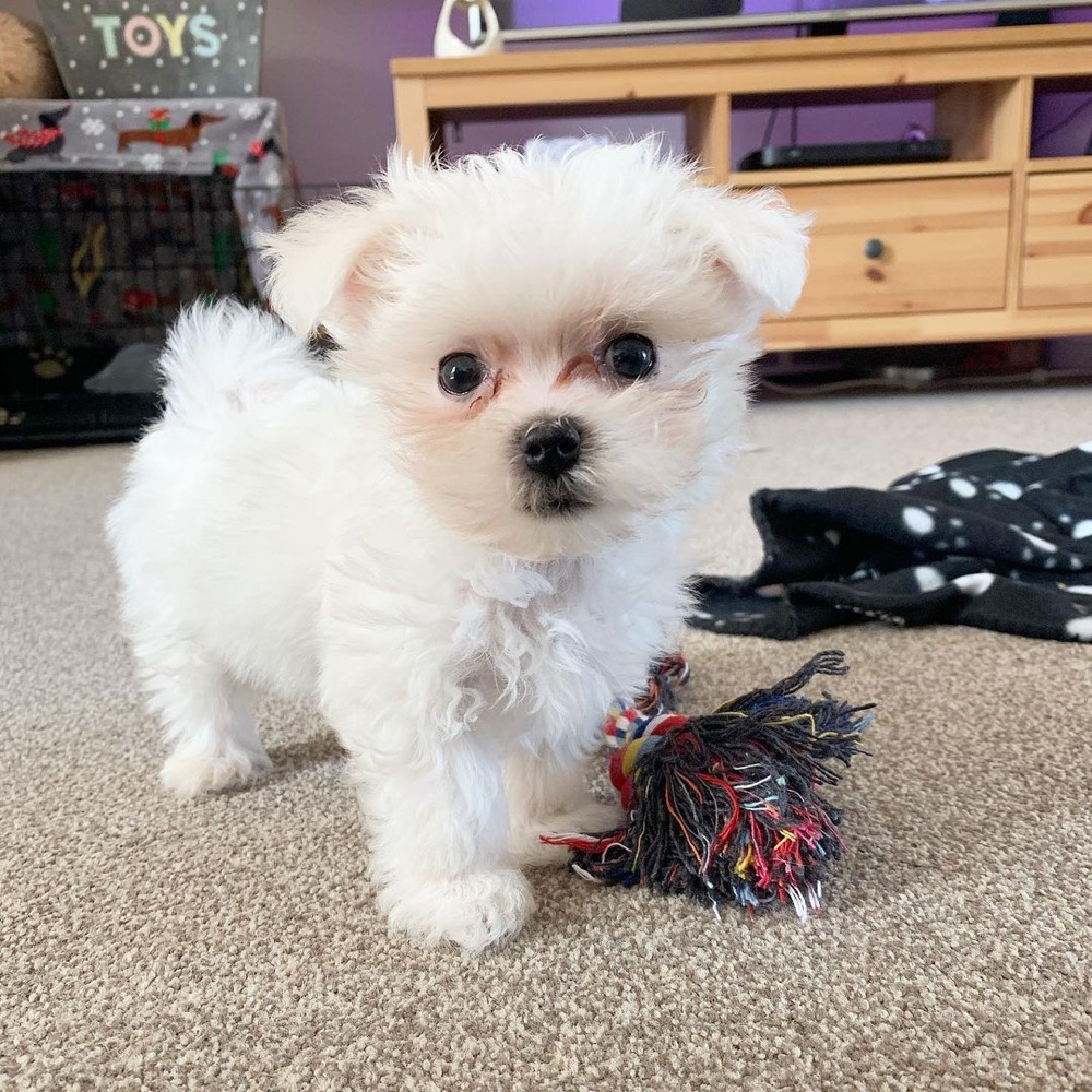 Fox, Maltese puppy