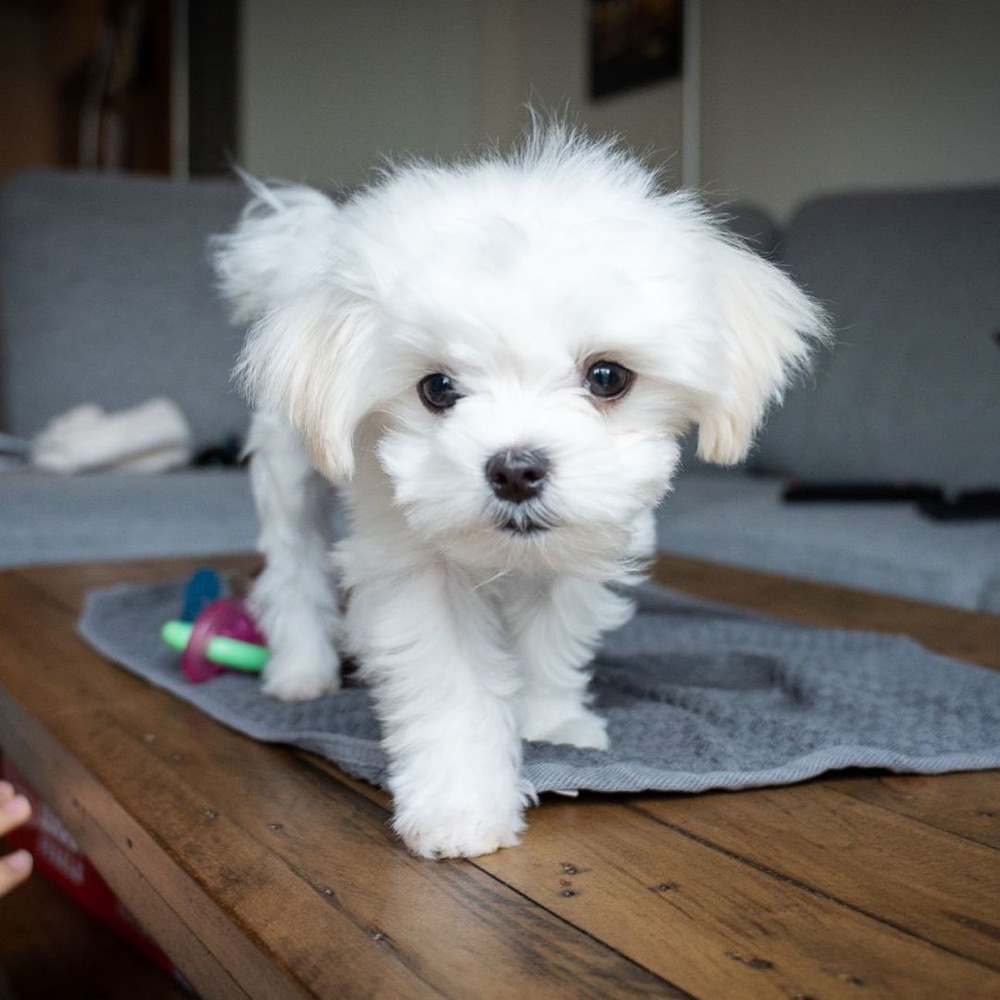 Maltese puppy