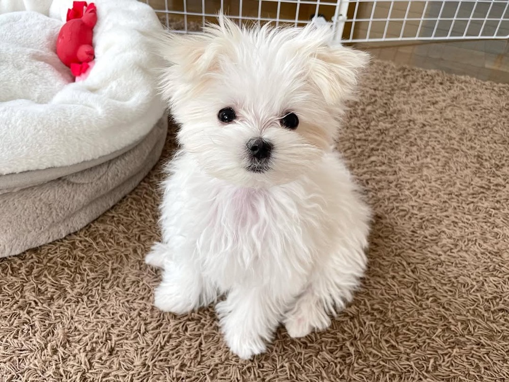 Meeko, Maltese puppy
