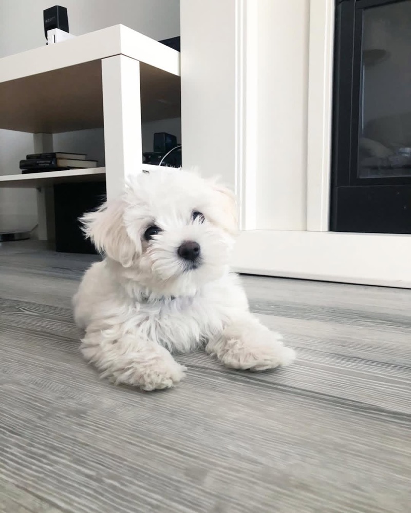 Miso, Maltese puppy