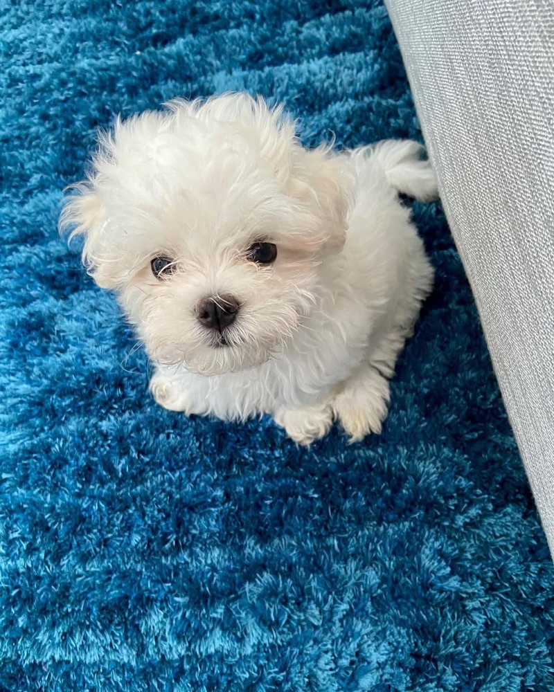 Oliver, Maltese puppy