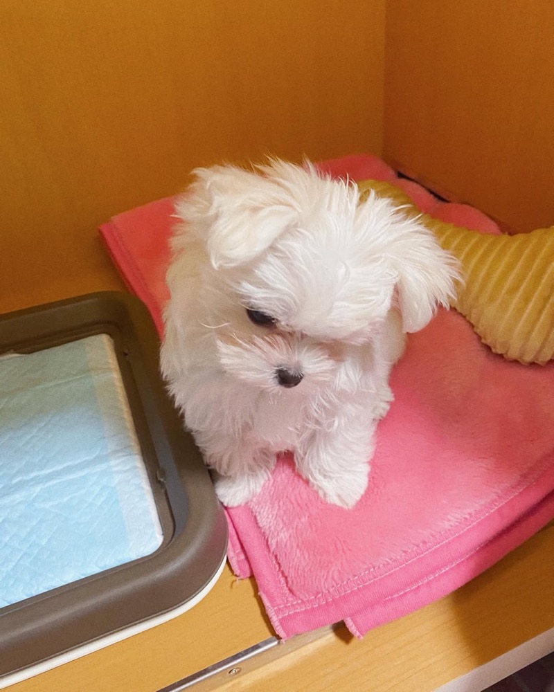 Shonbori, Maltese puppy