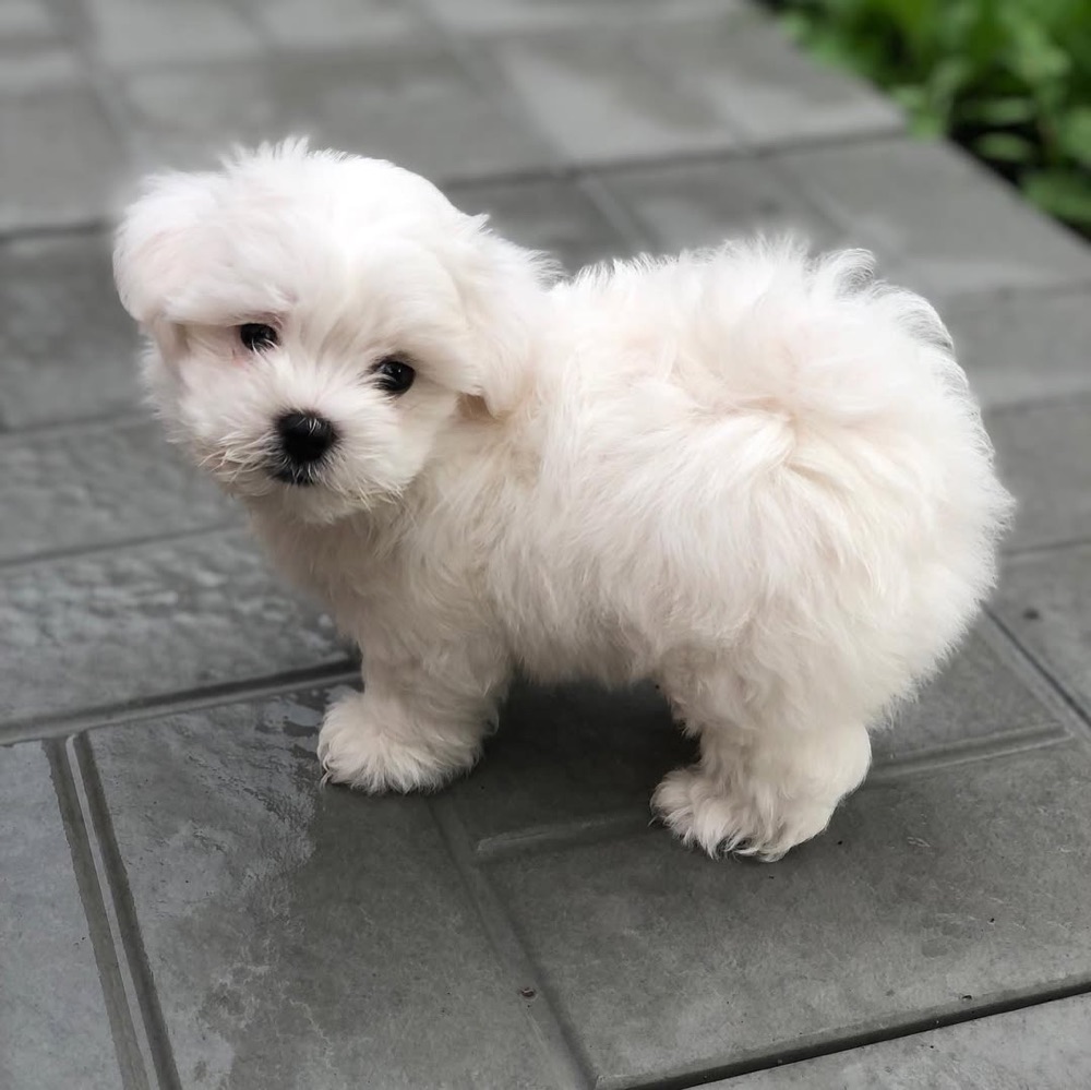Taro, Maltese puppy