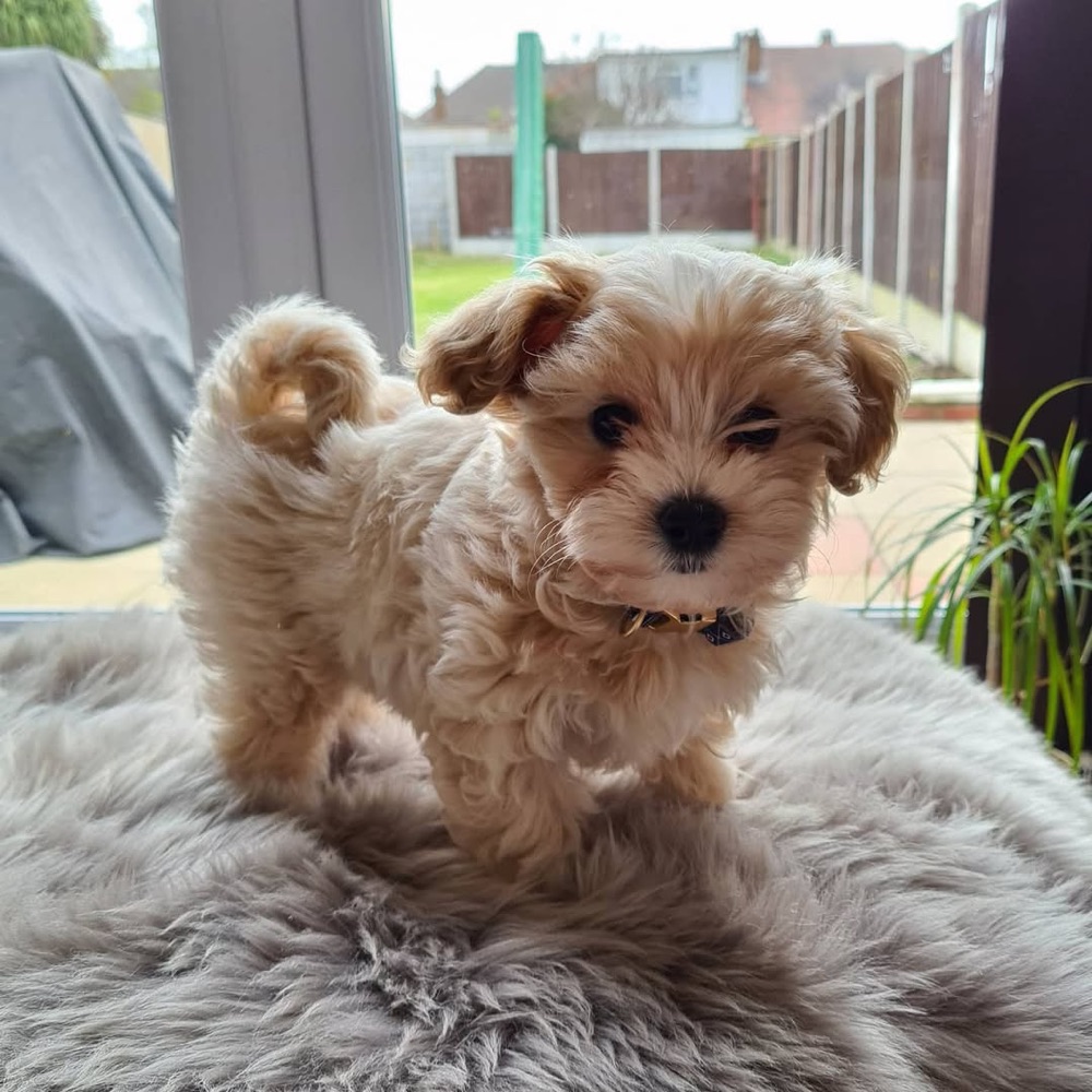 Maltipoo puppy