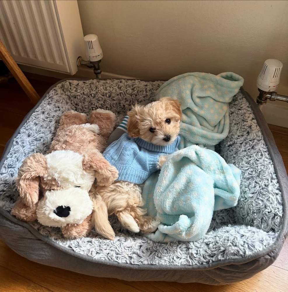 Galileo, Maltipoo puppy